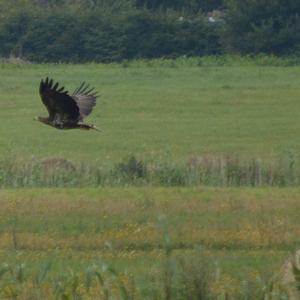 White-tailed Eagle