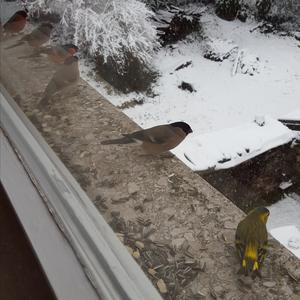 Eurasian Bullfinch