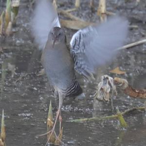 Water Rail