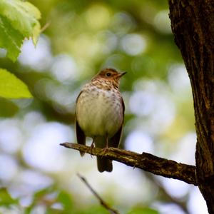 Hermit Thrush