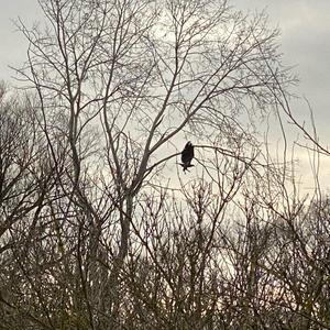 White-tailed Eagle