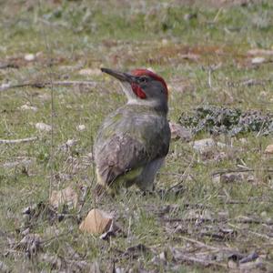 Eurasian Green Woodpecker