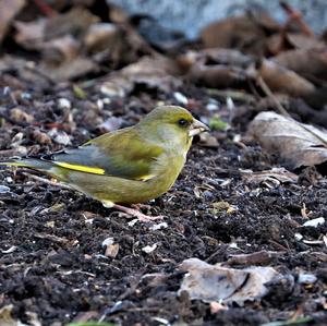 European Greenfinch