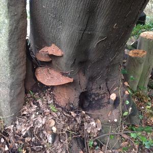Artist`s Fungus