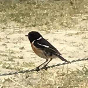 European stonechat