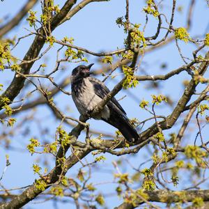 Hooded Crow