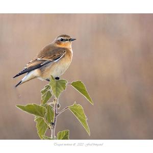 Northern Wheatear