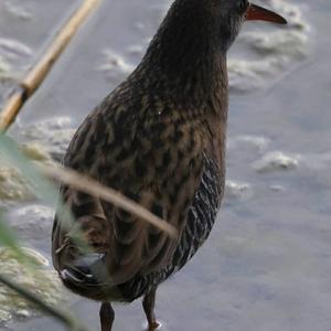 Water Rail