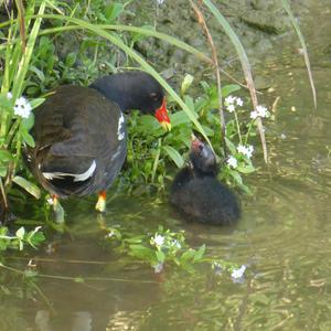 Common Moorhen