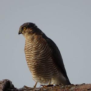 Eurasian Sparrowhawk