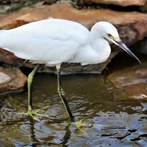 Little Egret