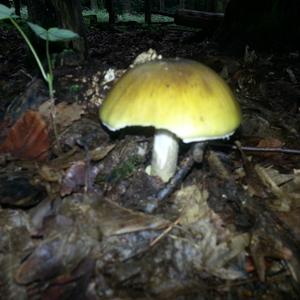 Death Cap