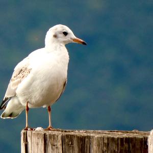 Black-headed Gull