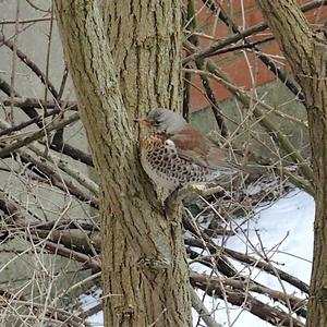 Fieldfare