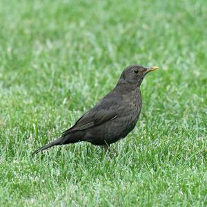 Amsel