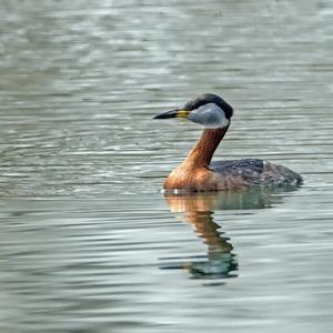 Red-necked Grebe