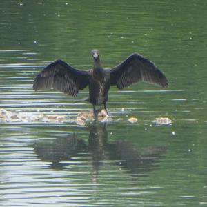 Kormoran