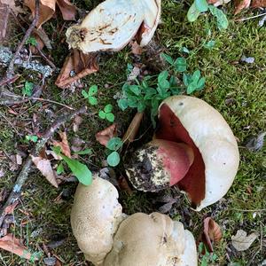 Satan`s Bolete
