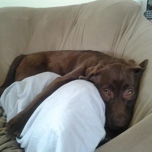 Retriever (Labrador)