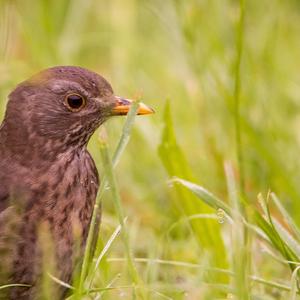 Amsel
