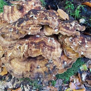 Black-staining Polypore