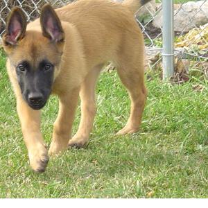 Belgian Malinois