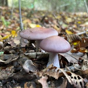 Wood Blewit