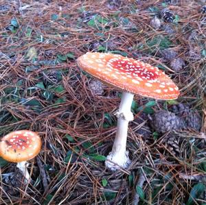 Fliegenpilz