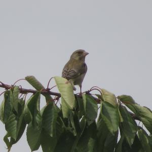 European Greenfinch