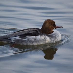 Common Merganser
