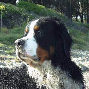 Berner Sennenhund