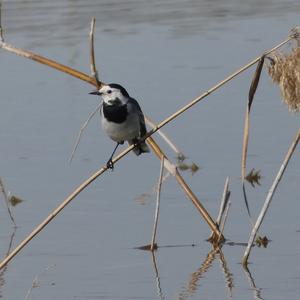 White Wagtail