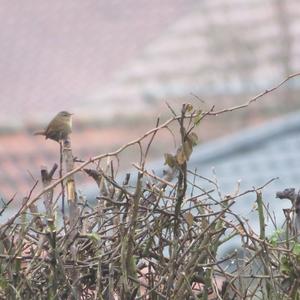 Winter Wren