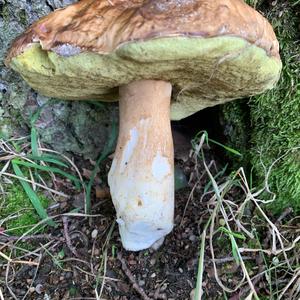 Summer Bolete