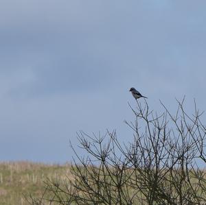 Great Grey Shrike