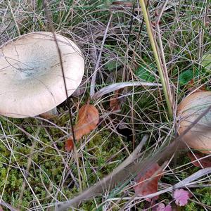 False Saffron Milk Cap