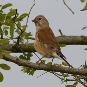 Eurasian Linnet