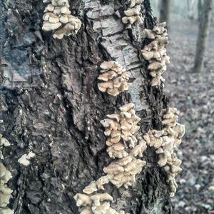Unknown Species