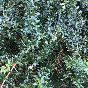 Juliane`s Barberry