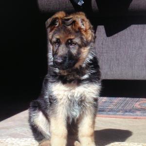Deutscher Schäferhund
