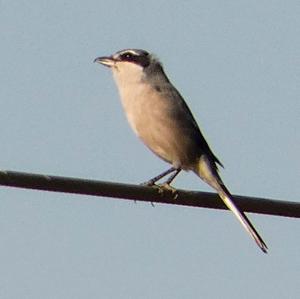 Great Grey Shrike