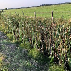 Schmalblättriger Rohrkolben