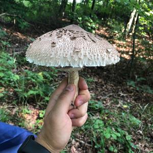 Parasol Mushroom