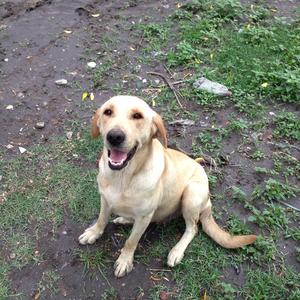 Retriever (Labrador)