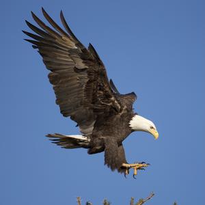 Bald Eagle