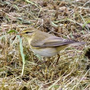 Willow Warbler