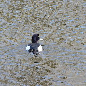 Tufted Duck