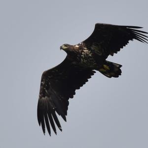 White-tailed Eagle