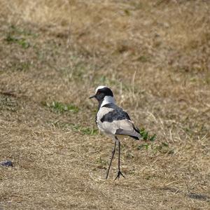 Blacksmith Lapwing