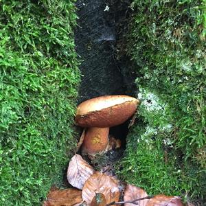 Dotted-stem Bolete